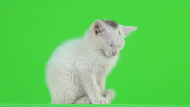 White kitten dozing on a green screen.