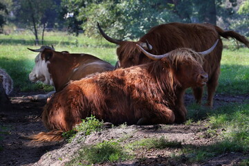 schottisches Hochlandrind, Rinder, Weide, Kühe