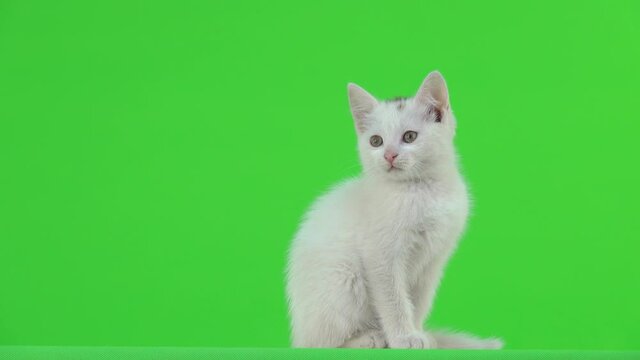 The white kitten looks left then right on the green screen.