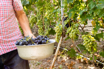 Man harvesting in vineyard. A bunch of ripe grapes ready for harvest at a vineyard