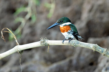 The green kingfisher (Chloroceryle americana) is a resident breeding bird which occurs from southern Texas in the United States south through Central and South America to central Argentina. 