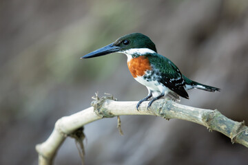 The green kingfisher (Chloroceryle americana) is a resident breeding bird which occurs from southern Texas in the United States south through Central and South America to central Argentina. 