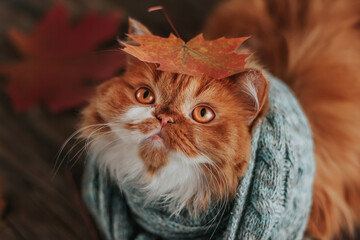 A fluffy ginger cat in a blue scarf with an autumn maple leaf on its head.