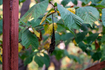 Obraz premium Dried dry leaf in the center. Green leaves of elm in autumn. Blurred background