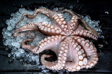 big octopus on ice on black background  © polakravis