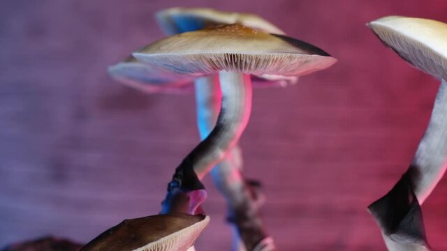 The Mexican magic mushroom is a psilocybe cubensis, a specie of psychedelic mushroom whose main active elements are psilocybin and psilocin - Mexican Psilocybe Cubensis. An adult mushroom raining spor