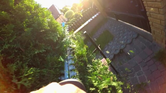 Thuja Bush Trimming with Electric Hedge Trimmers POV Slow Motion