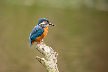 Kingfisher, Alcedo atthis