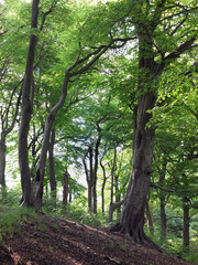 tall forest beech trees with vibrant green summer leaves on a hillside in crow nest woods in west yorkshire