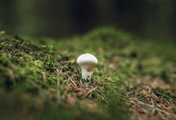 Picturesque mushroom covered in moss at a vibrant green forest. Close up scene in forest.
