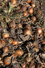 Zwiebeln auf einem Feld zur Erntezeit