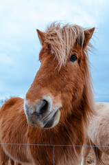 Obraz premium Funny and crazy Icelandic horse. the dark blue Icelandic sky
