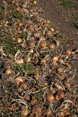 Zwiebeln auf einem Feld zur Erntezeit