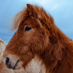 Funny and crazy Icelandic horse. the dark blue Icelandic sky