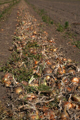 Zwiebeln auf einem Feld zur Erntezeit