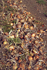Zwiebeln auf einem Feld zur Erntezeit