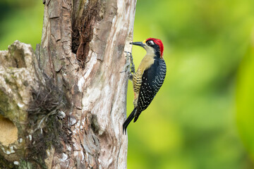 The black-cheeked woodpecker (Melanerpes pucherani) is a resident breeding bird from southeastern Mexico south to western Ecuador. 