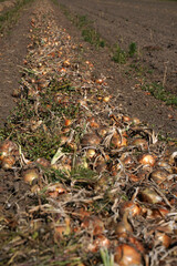 Zwiebeln auf einem Feld zur Erntezeit