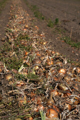 Zwiebeln auf einem Feld zur Erntezeit
