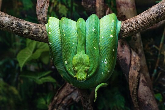 green tree python