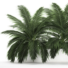 3D illustration of palm tree in a white pot isolated on white background