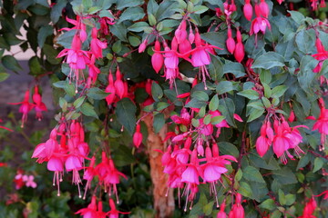 Fuchsie, Balkonpflanze, Blüten, Blumen