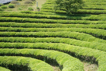 보성에 위치하고 있는 녹차밭