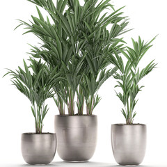 palm tree in a pot isolated on white background