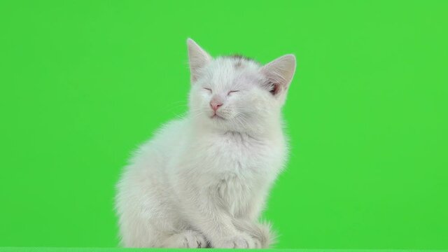 White kitten dozing on a green screen.