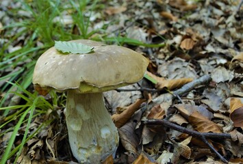 
edible mushroom in the forest