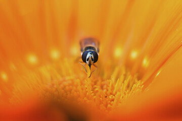 mucha owad kwiat © Piotr