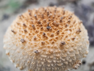 A picture of artificial mushroom cultivation.