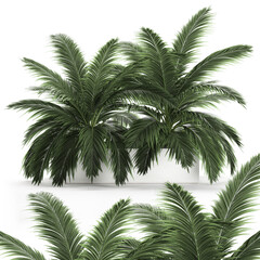 3D illustration of palm tree in a white pot isolated on white background