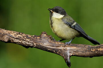 Obraz premium Juvenile Kohlmeise