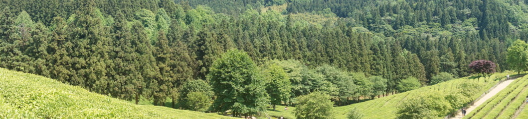 보성에 위치하고 있는 녹차밭