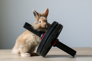 Cute bunny exercising on fitness equipment