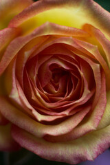Tea rose in the macro. Yellow rose with a pink edge close on a dark background