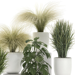 exotic plants in a pot on white background	
