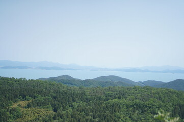 Obraz premium 보성에 위치하고 있는 녹차밭