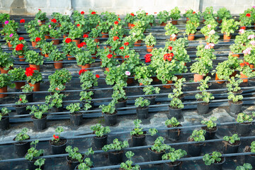 Geranium flowers carefully growing in flowerpots in glasshouse farm