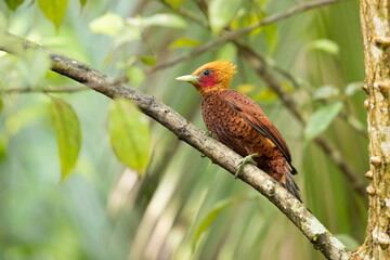 The chestnut-colored woodpecker (Celeus castaneus) is a species of bird in the family Picidae. It is found in Belize, Costa Rica, Guatemala, Honduras, Mexico, Nicaragua, and Panama. 