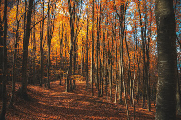 Obraz premium Autunno