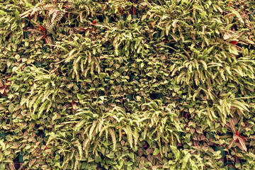 Background of tropical plants. Living wall