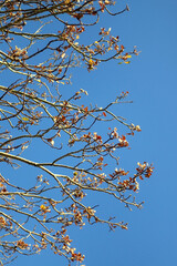 Dry autumn leaves on a tree and bright blue sky. Selective focus.