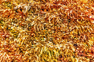 Background of yellowed autumn leaves of plants. Living wall.