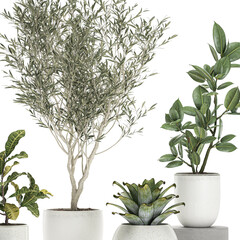 exotic plants in a pot on white background	
