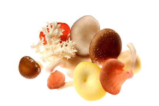 Pilz,Pilze,Rosenseitling, Limonenseitling,Shiitake Pilz,Friseepilz, Aestiger Stachelbart,Austernseitling,Austernpilz.