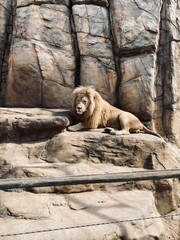 Obraz premium sleeping bear