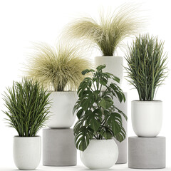 exotic plants in a white pot on white background	
