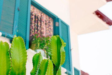 Green cactus on background of white house wall with blue wooden windows with colorful decorations